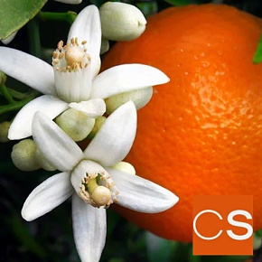 Отдушка Цветок апельсина (США)